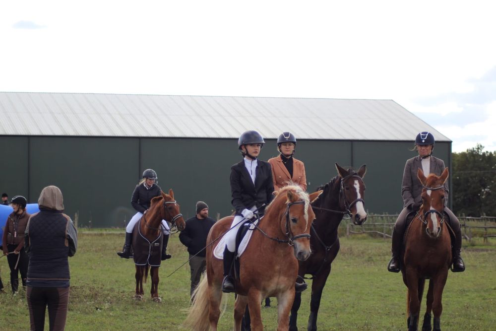 Ogier Haflinger Birbal Familia