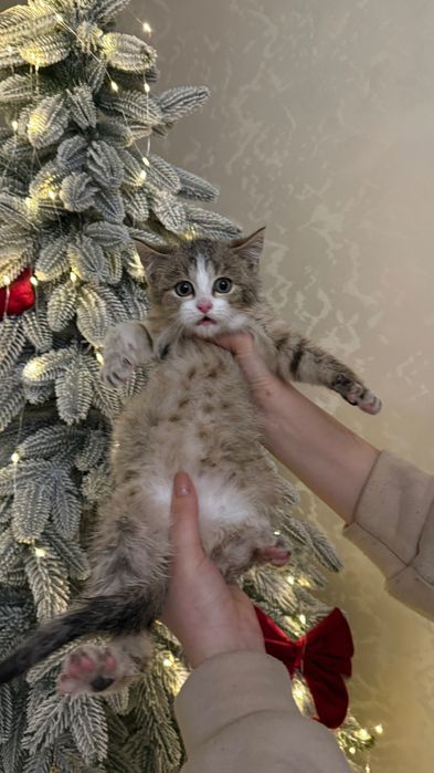 Британське кошеня