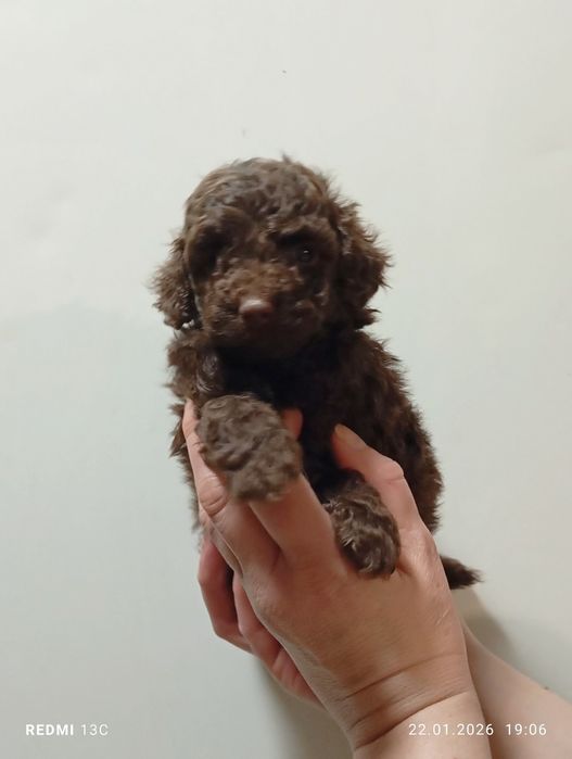 Кукольная шоколадная мини малышка.