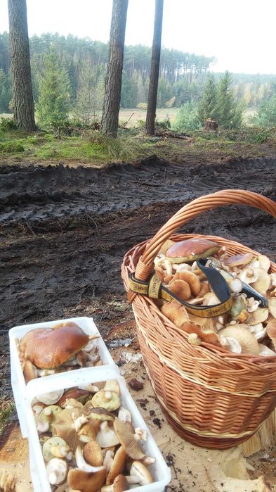 Grzyby suszone mix gatunków.