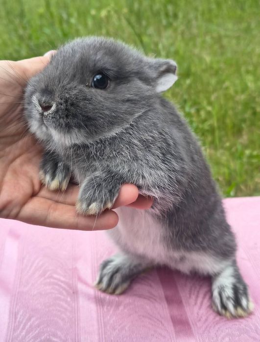 Karzełek niderlandzki / Teddy / do kg w dorosłości