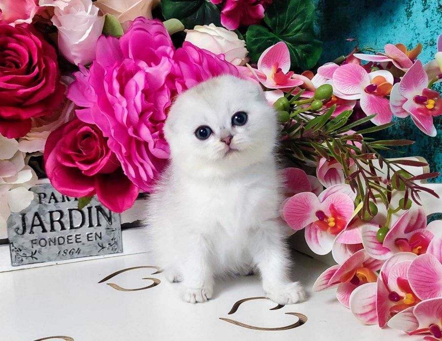 Шотландський висловухий Срібляста шиншила хлопчик Унікум