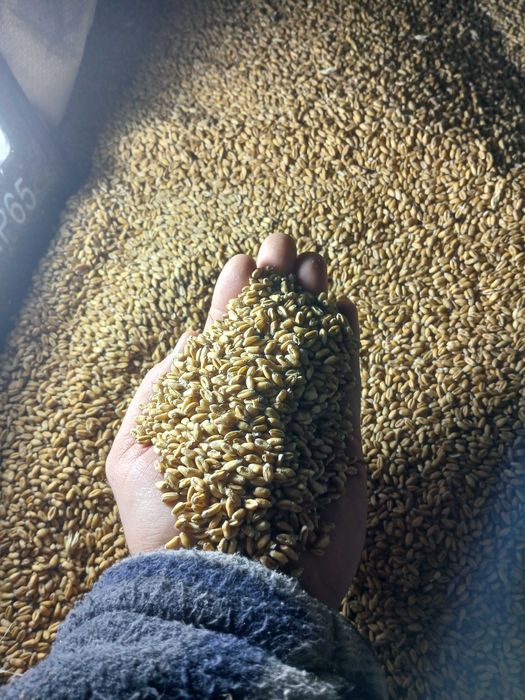 Пшениця Озима  ,Ячмінь ярий урожай 2025року