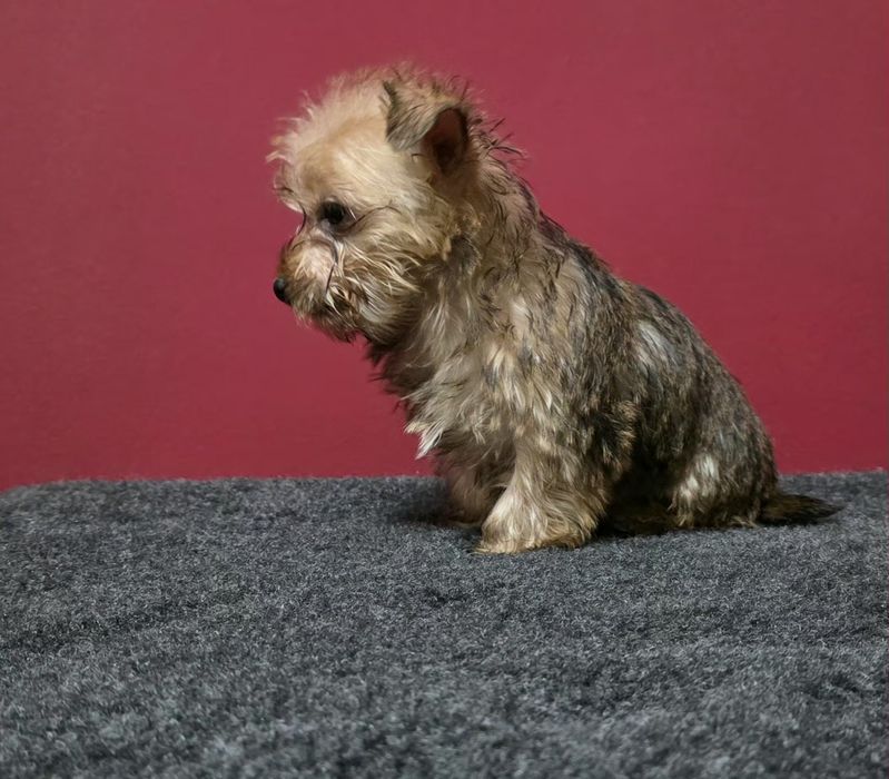 Yorkshier terrier gold super miniatura