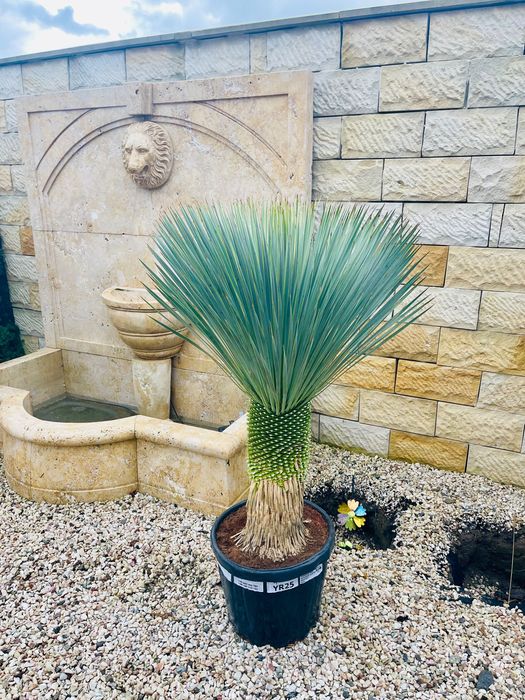 Yucca rostrata 145cm MEGA GRUBA mrozoodporna -20