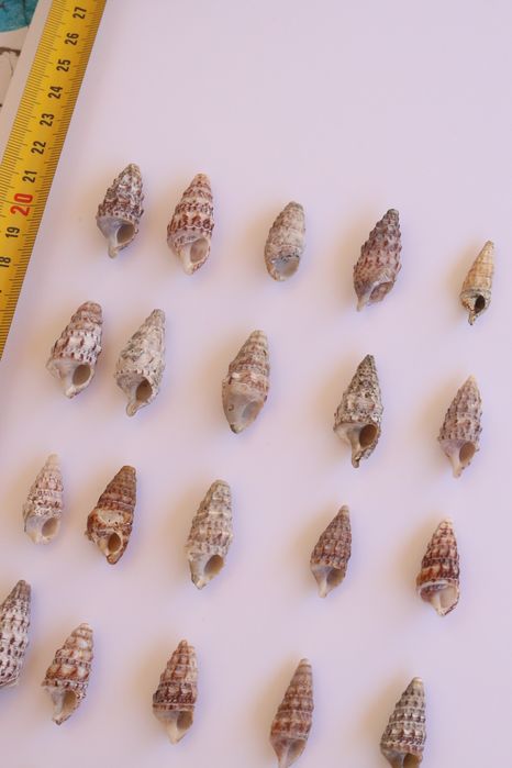 Conjunto 30 buzios Algarve