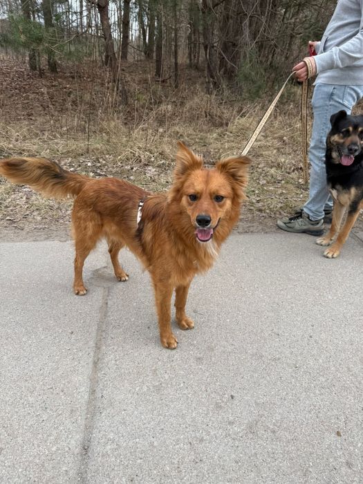 Piesek Tedi szuka domku