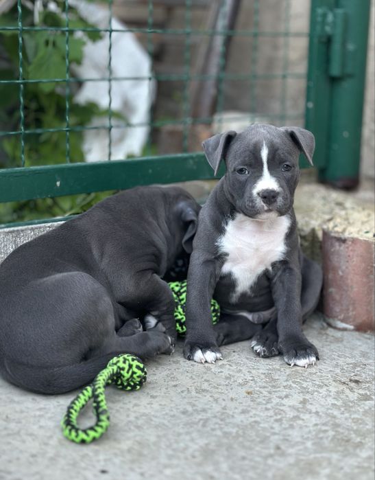 Цуценята АМСТАФФ/АСТ щенки