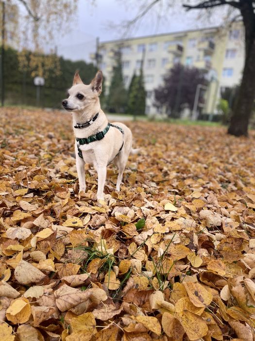 Zaginął BOHUN za pomoc w odnalezieniu NAGRODA