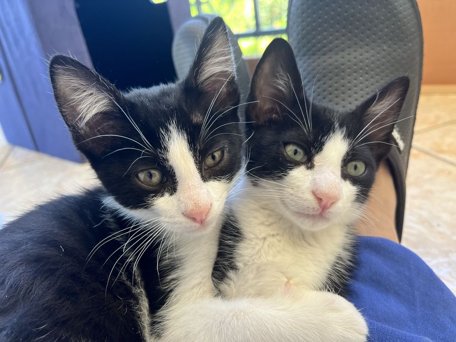 4 Gatinhos pretos e brancos disponíveis em meados de julho para adoção responsável