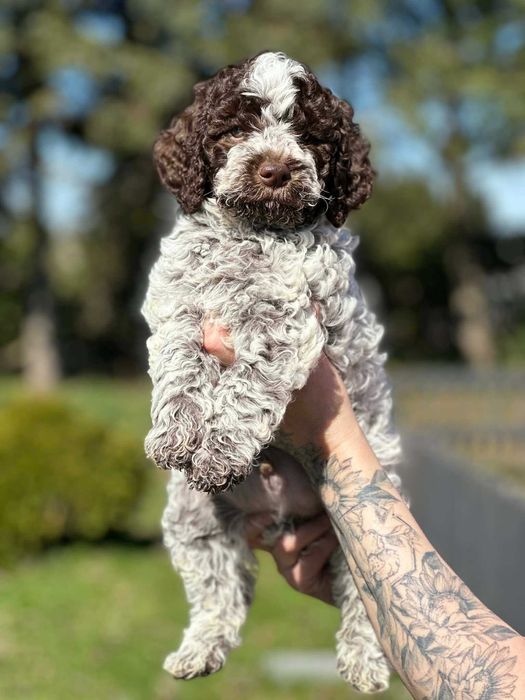Lagotto Romagnolo ZKwP FCI