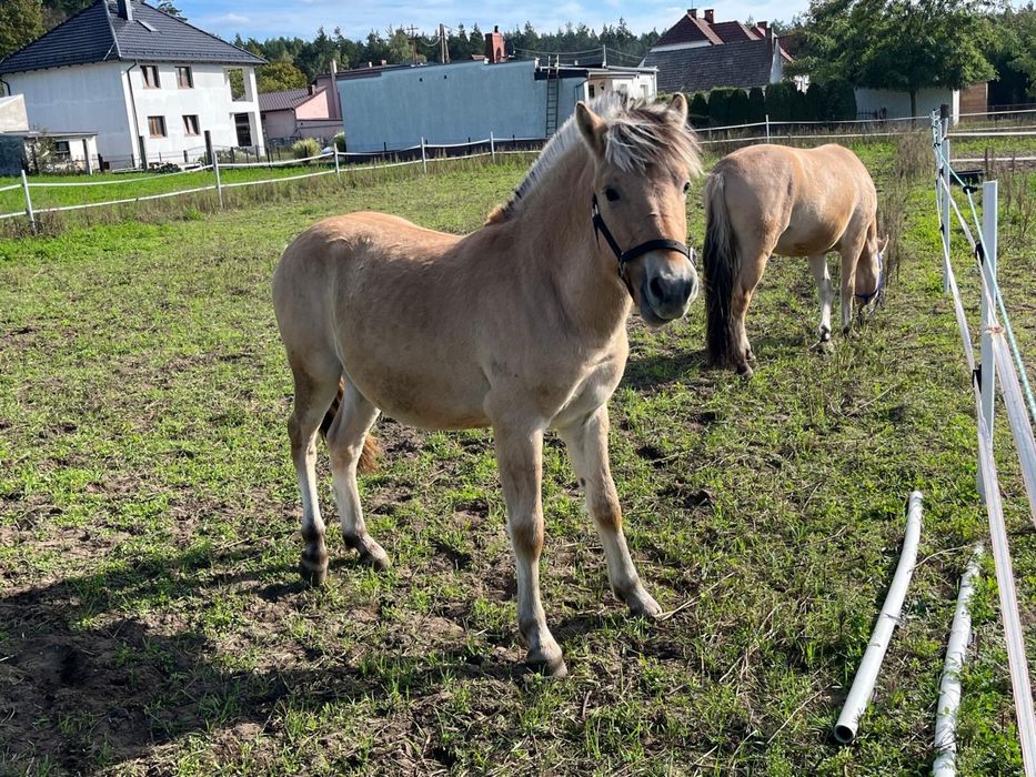 Konie rasy Fiord
