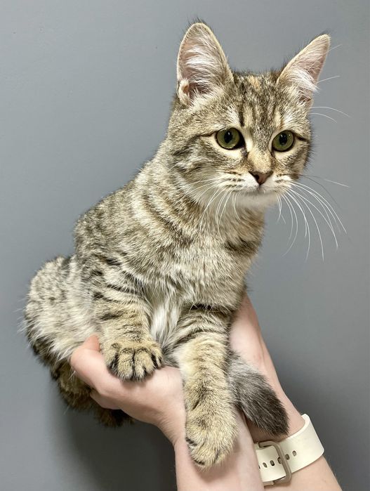 Котенок кошка кот полосатая лесная серая