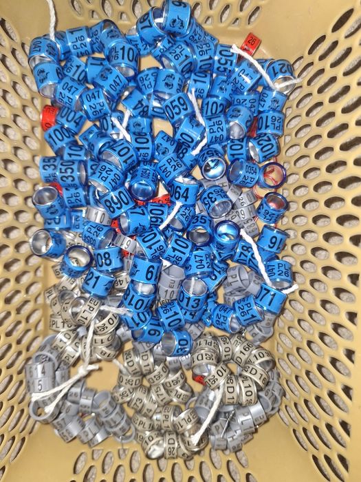 Obrączki dla gołębi ozdobnych , pocztowych różne rozmiary 2025r