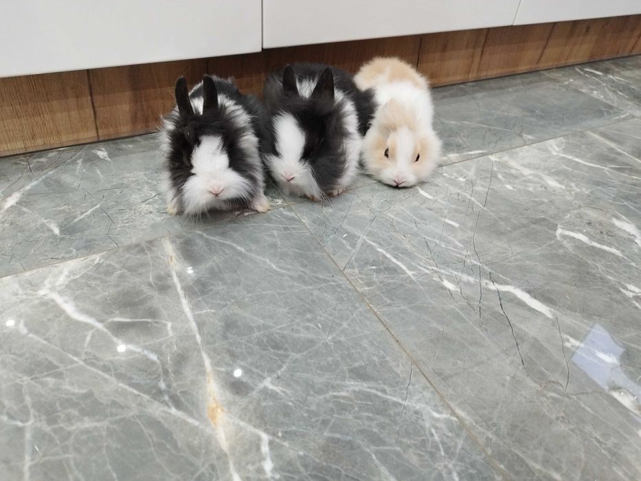 Króliki miniaturki Teddy Lewki młode