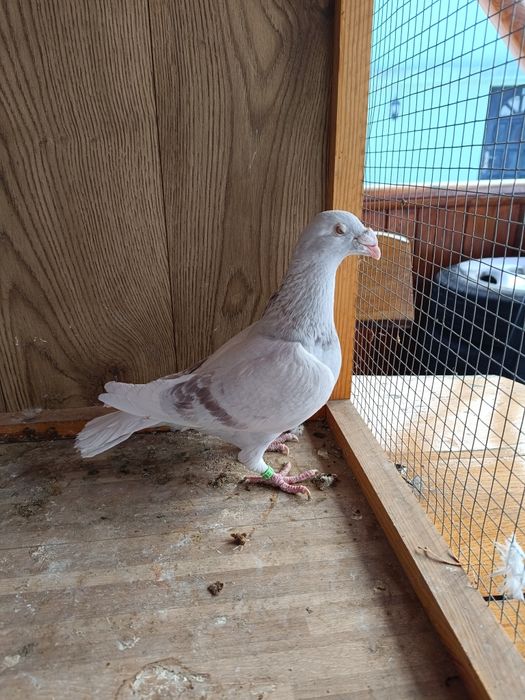 Gołębie staropolskie