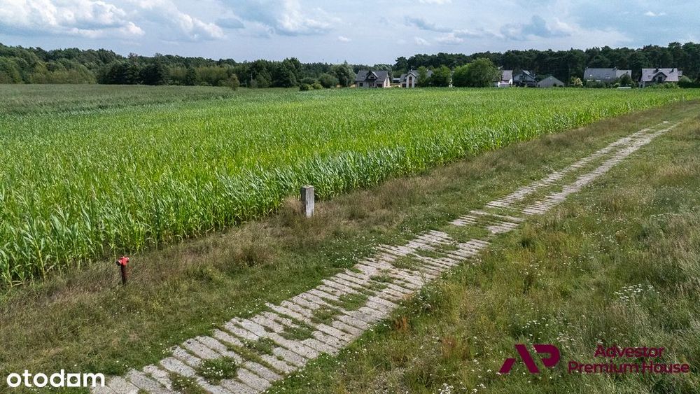 Duża działka z widokiem na drzewa