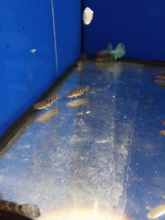 Таракатум 4см, аквариумна рыбка, сомик