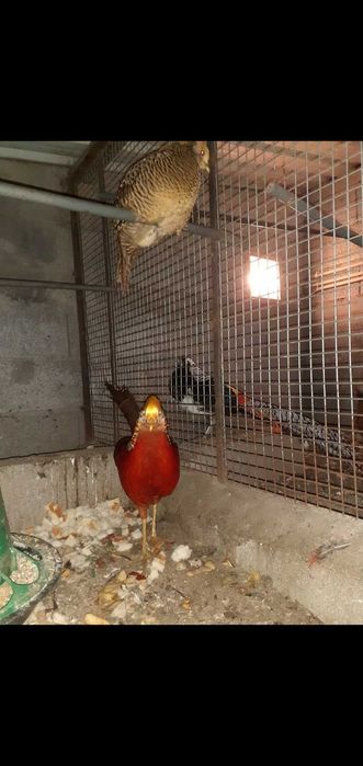 Faisões  muito bonitos raças  puras