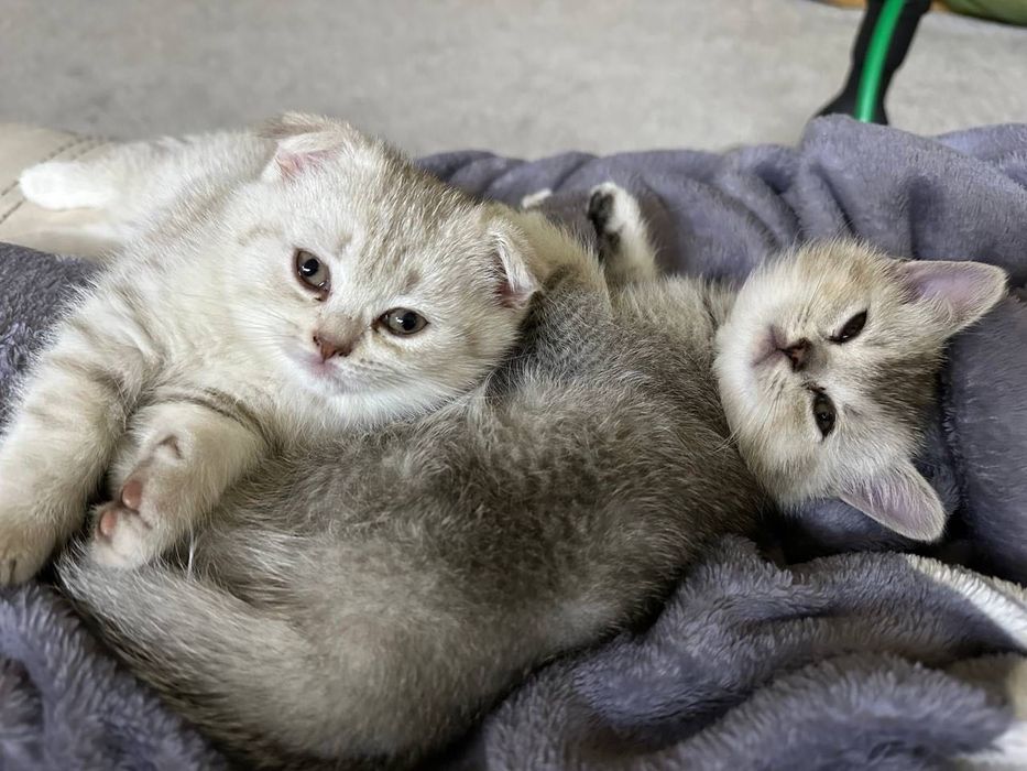 Шотландсьські кошенятя, окрас срібляста шиншила.