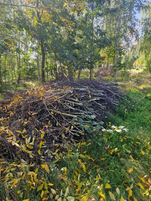 Oddam za darmo gałęzie brzozowe brzoza  duża ilość