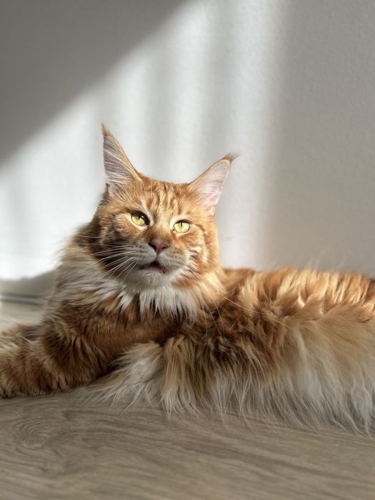 Кошенята мейн-кун