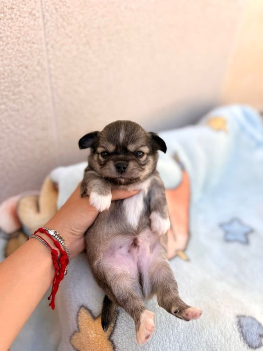 Chihuahua machinho pêlo comprido