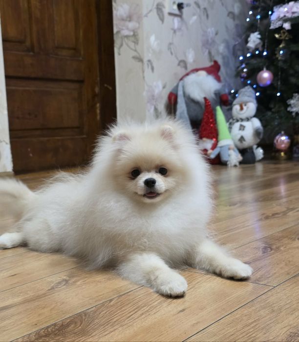 Маленькі супер пухнастики.