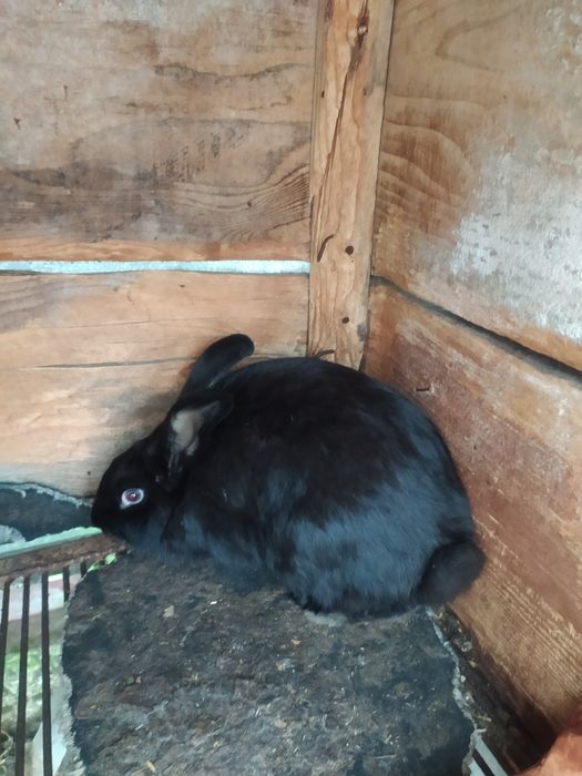 Продаються кролики.