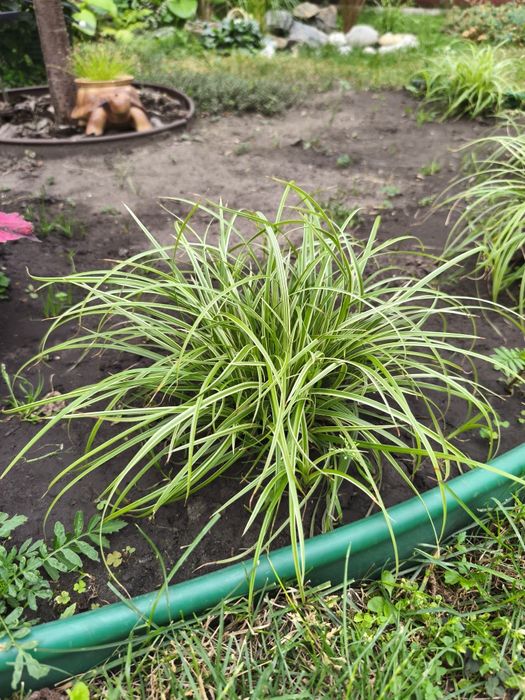 Осока трьохроздільна, Ред Барон, міскантус зебріна карликова