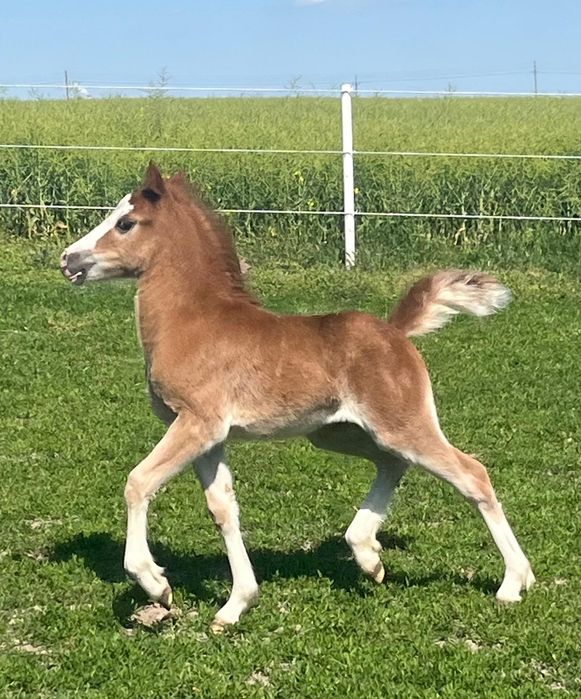 SprzedamZrebicę  Welsh Pony 2025