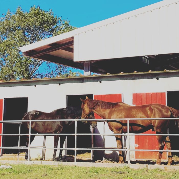 Cavalos a Penso ou Pasto - Vila Nova de Gaia