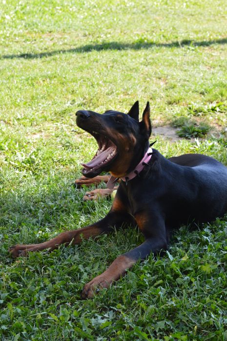 Цуценята добермана