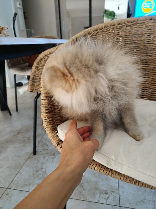 Pomeranian szpic miniaturowy suka kremowo-szaro-biała (sable) Anielka