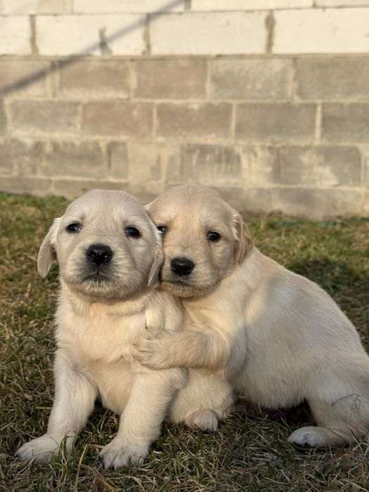 Цуценята золотистого ретривера