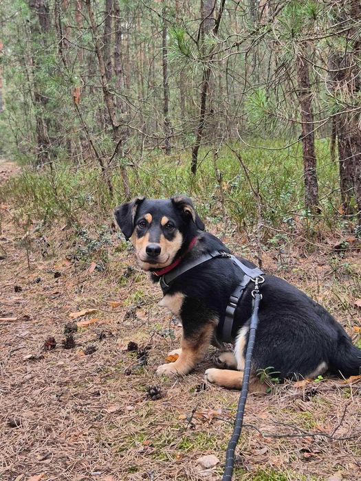9-mcs Gucio czeka na kochający domek. Adopcja!