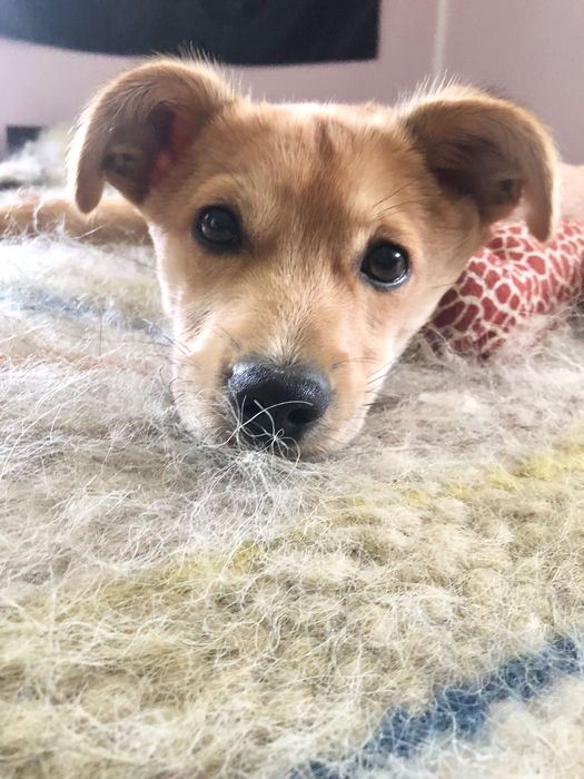 Розумник Реджі шукає люблячу родину!