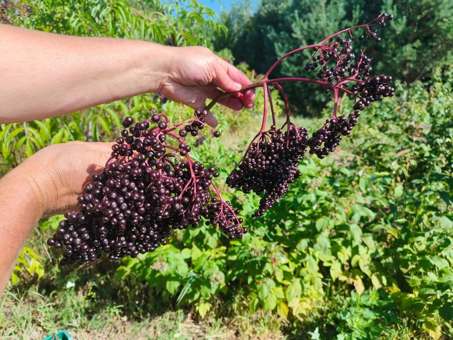 продам черенки бузини сорт сампо