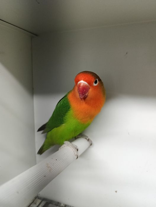 Agapórnis fischeris verde ancestral