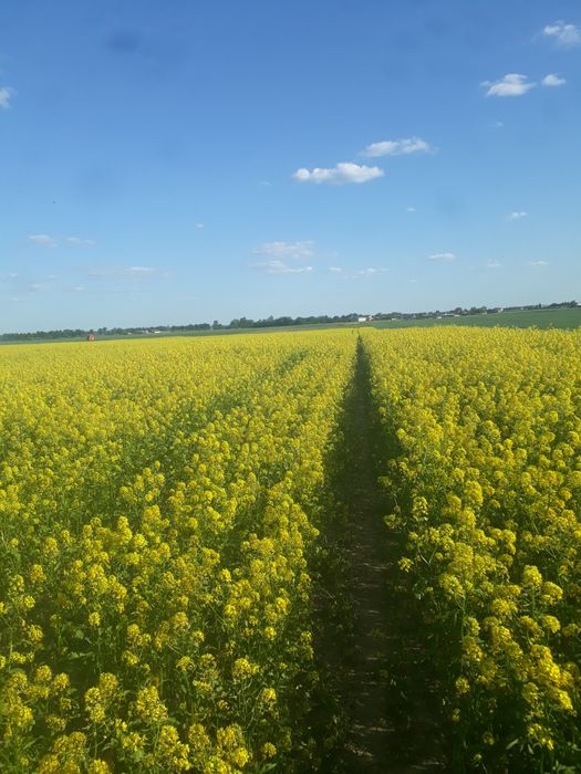 Sprzedam gorczyce czyszczona petkusem