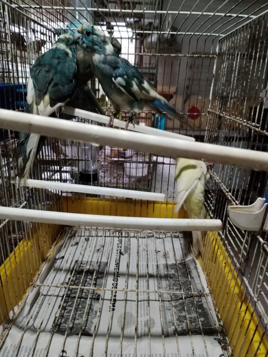 kakarikis disponiveis