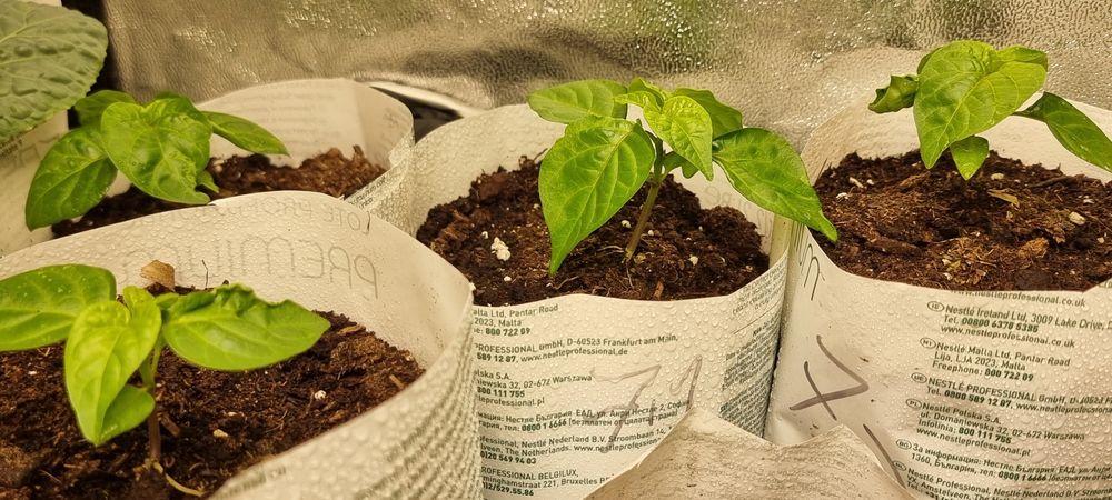California Reaper (mudas).
