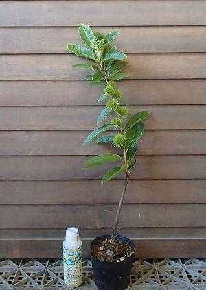 Азиміна Сіянці Насіння продам обміняю