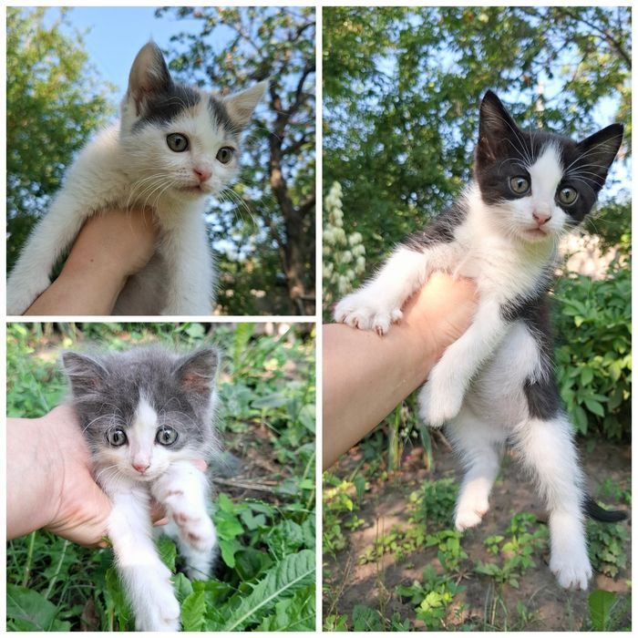 Отдам котят к любящему сердцу котик кошечка котята бесплатно