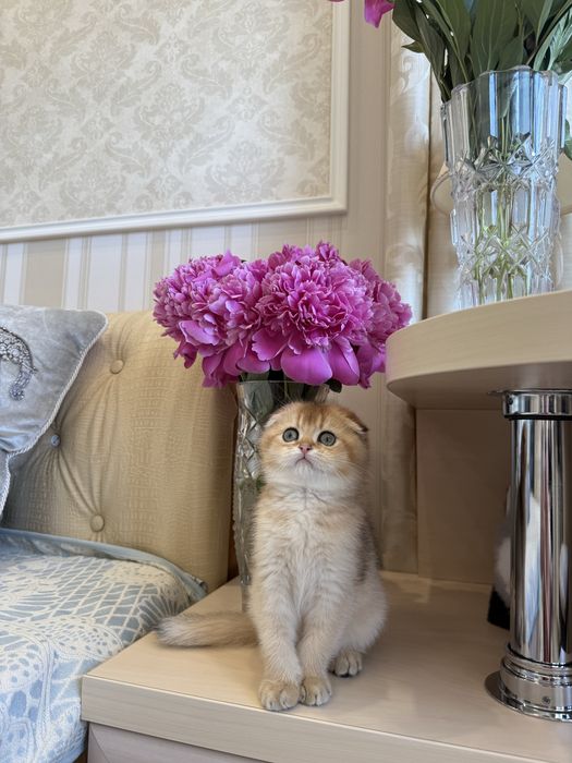 Шотландські Кошенята. Золота шиншила Фолд