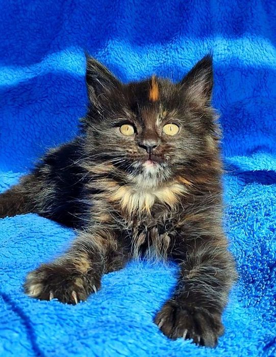 Котята мейнкуны кошечки и котики