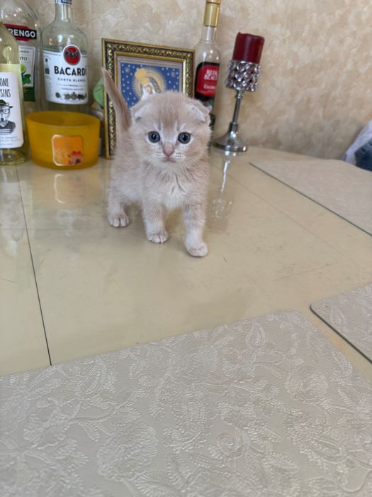 Шотландські кошенята