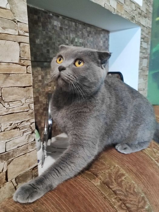 Вязка британской кошечки