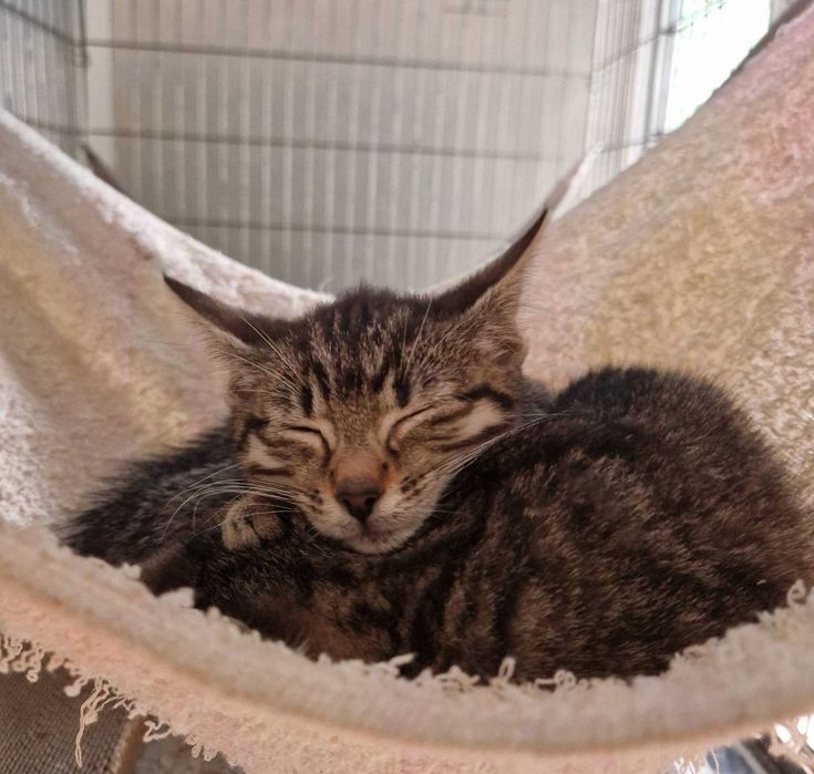 Kocięta do adopcji