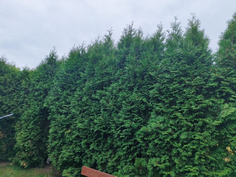 Udostepnie bezpłatnie tuje do przycięcia na stroiki wszystkich swietych.